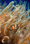 Finding Nemo