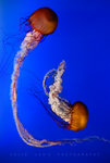 Giant Jelly Fish