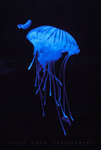 KIT_6686