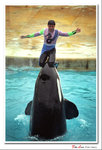 
Whale 03
