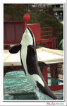 
Whale 01