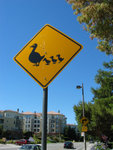 Beware of DUCKS