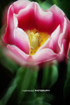 C08