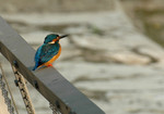 DSC_3574e
