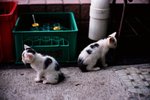 2515_Leica MP_Noctilux_RVP 100