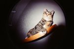 0123_Lomo Fisheye_Xtra 400