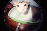 0125_Lomo Fisheye_Xtra 400