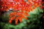 6818_Leica M7_Noctilux_RVP 100