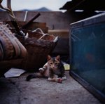 0504_Rolleiflex 2.8FX_Planar 80 F2.8_E100VS