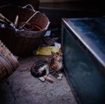 0505_Rolleiflex 2.8FX_Planar 80 F2.8_E100VS