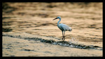 DSC_9471e