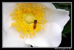 DSC_2260e