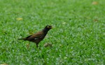 DSC_6254e