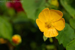 071104_Nature_05