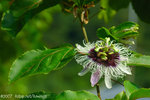 071104_Nature_21