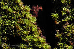 �C�a_050306_39