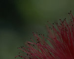 PlantMarco_BKG
