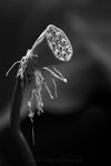 060624_30sbw