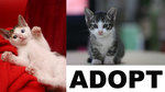 adopt