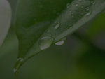Leaf_drop_BKG