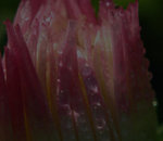 flower_drop_BKG