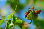 071104_Nature_12