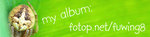 Insectbanner071027