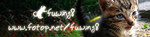 catbanner