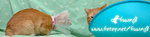mycats_01
