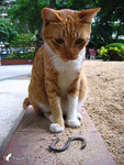 
"��" �o��!!!=^O^=