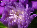 040509_001_PS