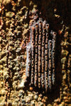 ���ͪ��Z_071104_Nature_02