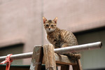 �ߥ��J_041127_042