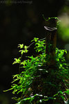 071104_Nature_04
