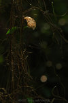 071104_Nature_30
