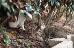060311_tpc_05s