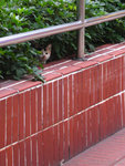 �s�ߤk_050314_03