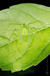 041105_66_PREDATOR