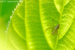 071104_Nature_20