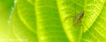 071104_Nature_20b
