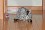 Tiger_050320_20