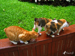 030612_6506_�̰��G��.....