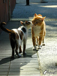 ���_�̰�Morning Kiss ^33^_030820_4288