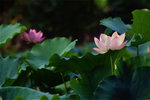 050529C08
