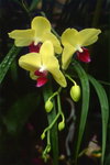 fla 4