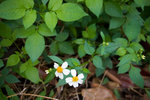 20060326IMG_7216