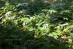 20060325IMG_5981