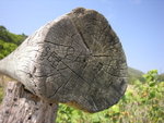 DSCN2187