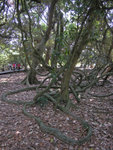 DSCN1377