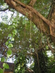 DSCN1385